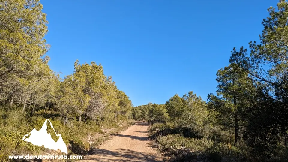 La pista forestal cap al cim
