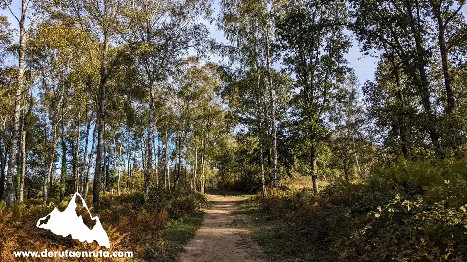 Caminant entre bedolls i roures